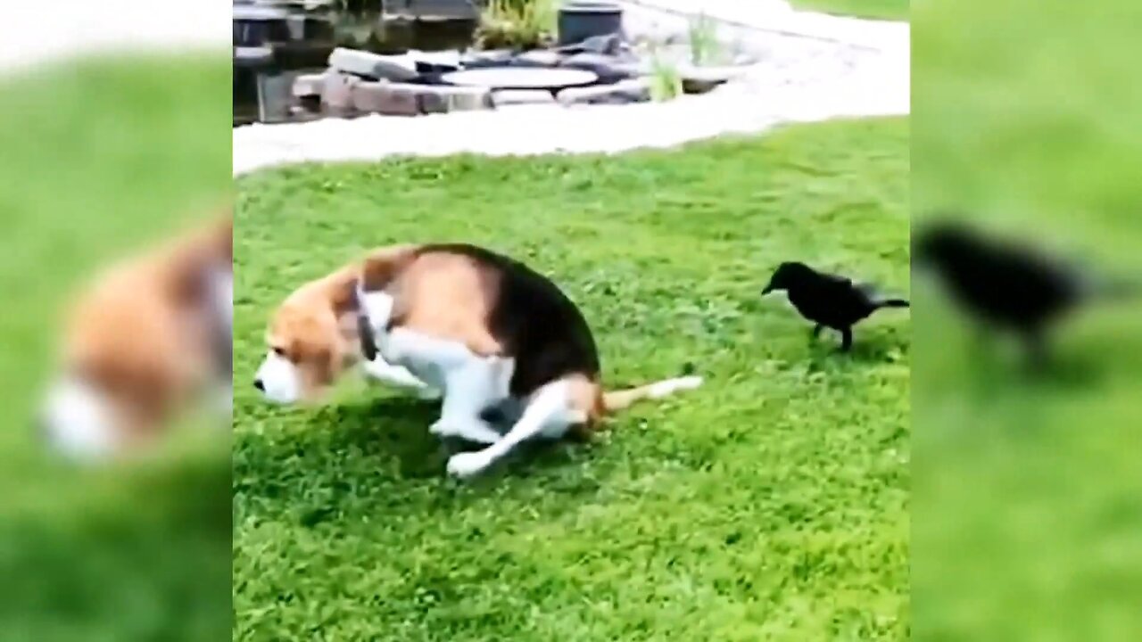 The unlucky moments of animals are really both heartbreaking and funny
