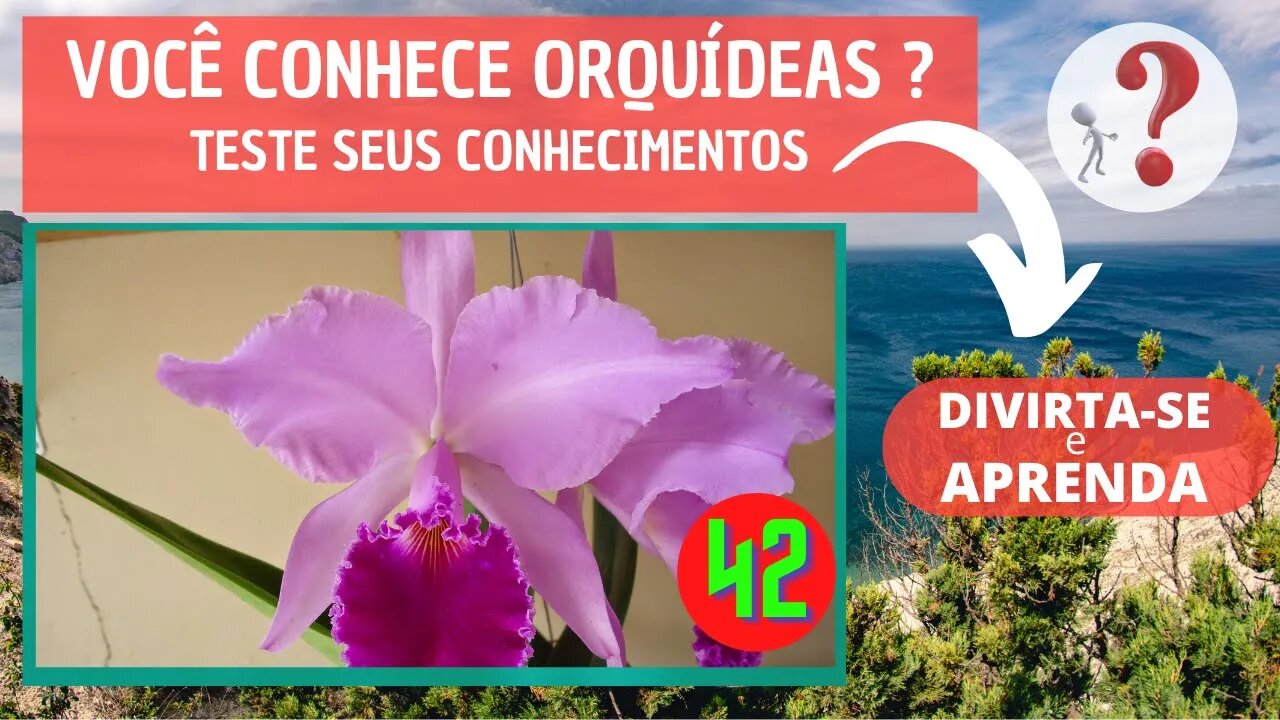 VOCÊ CONHECE ORQUIDEAS ? QUAL O NOME DESSA ORQUIDEA?DIVIRTA-SE IDENTIFICANDO ESSA ORQUÍDEA