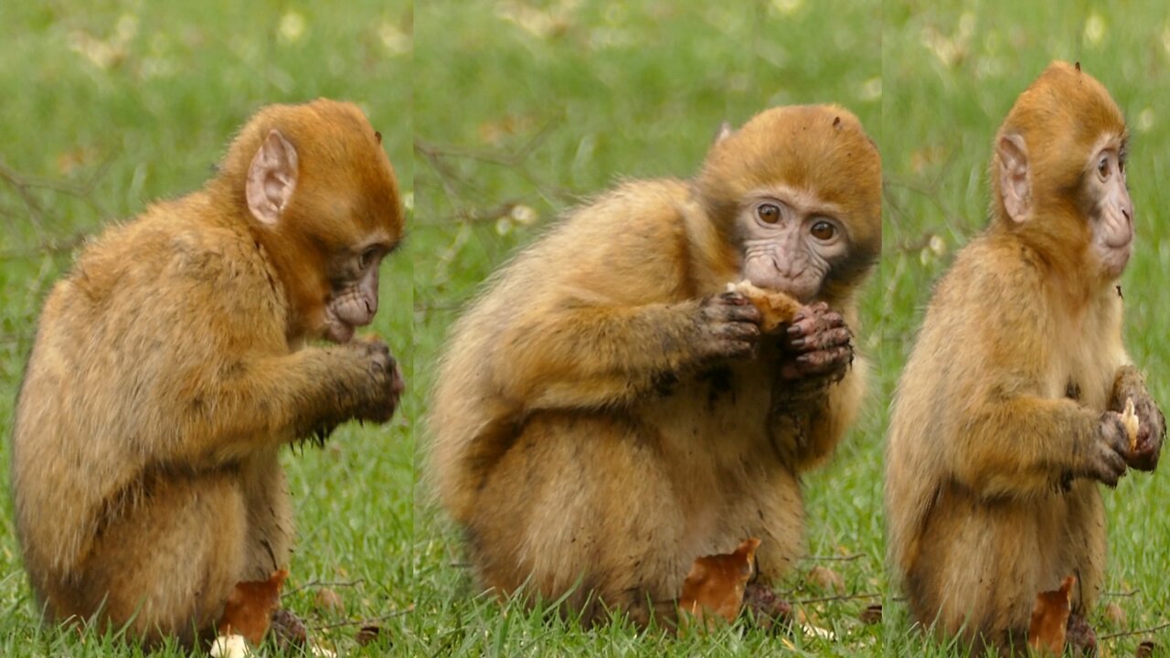 What is the monkey cub eating?