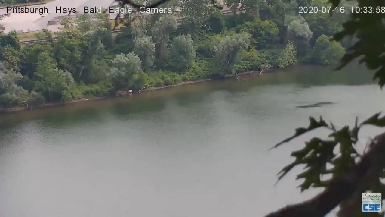 Hays Eagle flys to the fishing tree on the Monongahela River 2020 07 16 10 33 24 AM