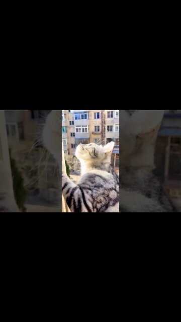 Kitten who like to watch the excitement 😝