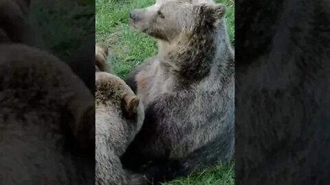 Bear Sounds #Shorts 🔊