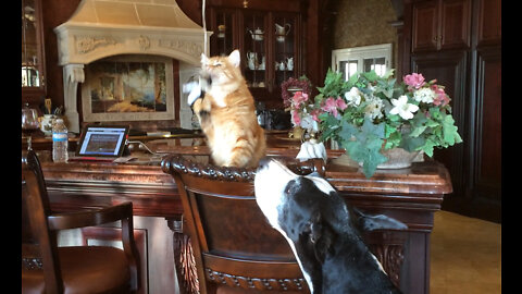 Great Dane Also Wants To Play With Cat's Toy