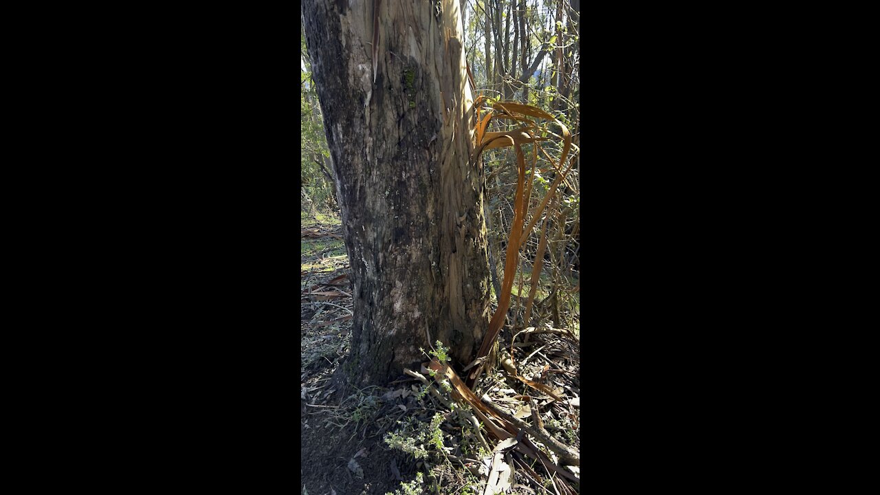 Bark Naturally Peels