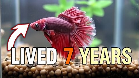 My Betta Fish Lived 7 YEARS! The Secret They Don't Tell You