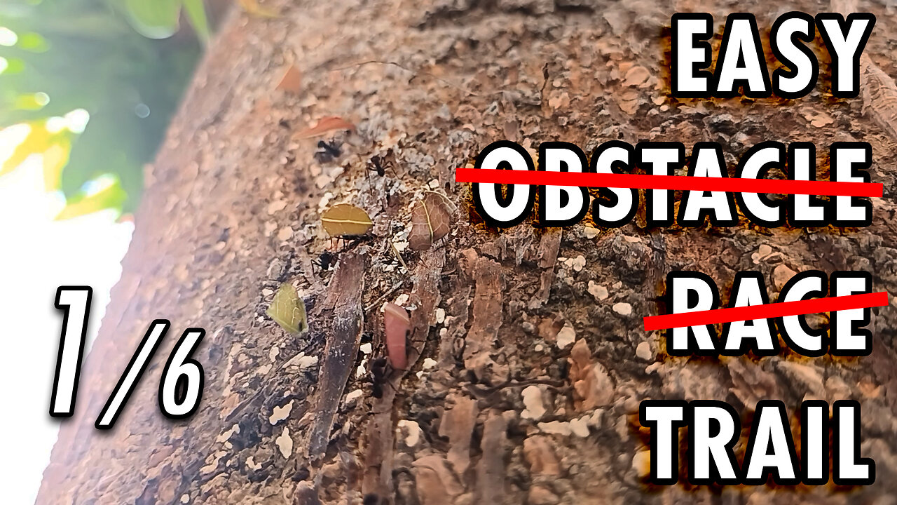 ASMR | The irregular path is no rival for the ants' all-terrain legs - 1/6