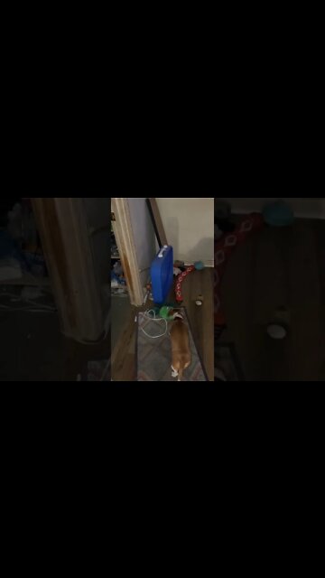 WEINER DOG VS. Box FAN 4 The Stuffed TOY