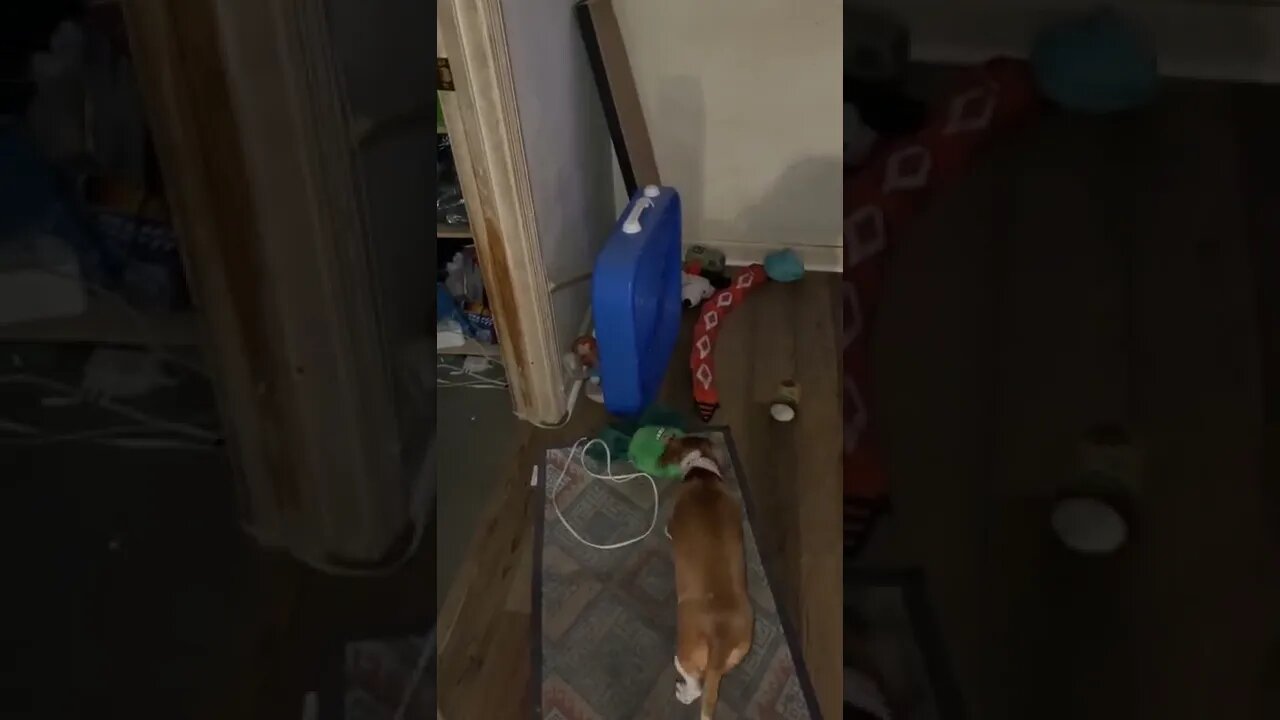 WEINER DOG VS. Box FAN 4 The Stuffed TOY