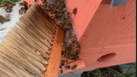 AUG 16, 2020 MEAN HIVE? MORE HONEY?