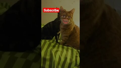 cat funny video #shorts #cat #tiktok