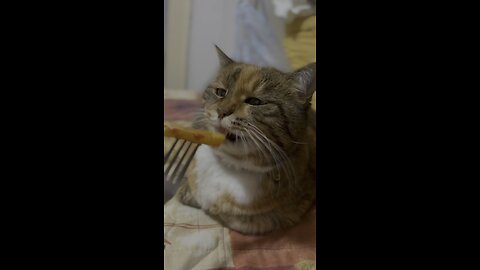 Cats love potatoes too