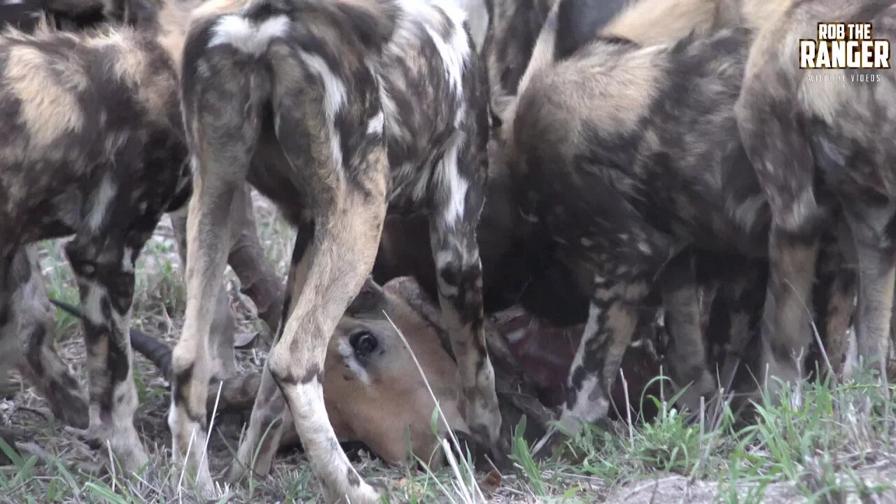 African Wild Dog Pack Eats Whilst Keeping A Leopard Up A Tree