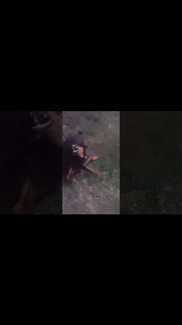 Rottweilers - Eddie's Been A Bully All Day. Faye's Had Enough!