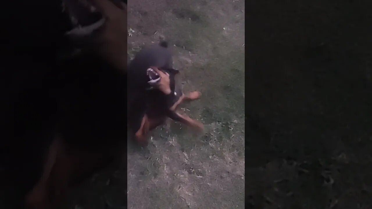 Rottweilers - Eddie's Been A Bully All Day. Faye's Had Enough!