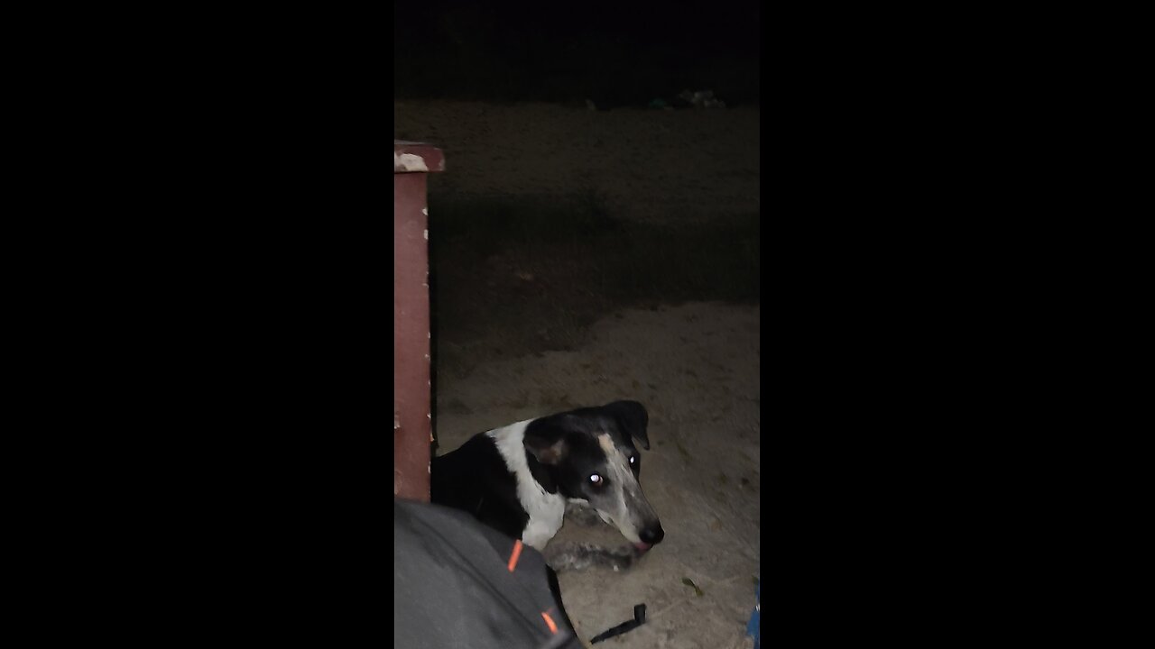 my sweet dog is pregnant πβπ¦Ίπβπ¦Ίπβπ¦Ί
