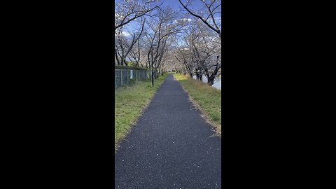 Sakura in japan