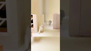 FUNNY CUTE KITTEN - Tiktok Compiled #Shorts