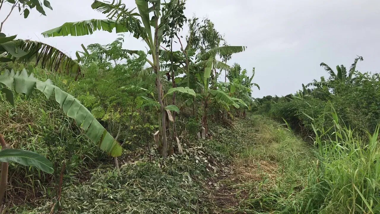 20 months old keyline patterned Successional Agroforestry system