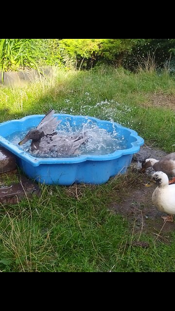 This time Moomin took over the swimming pool ;-)