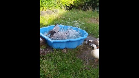 This time Moomin took over the swimming pool ;-)