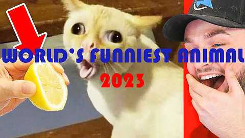 Best Funny Animals 2023 😂