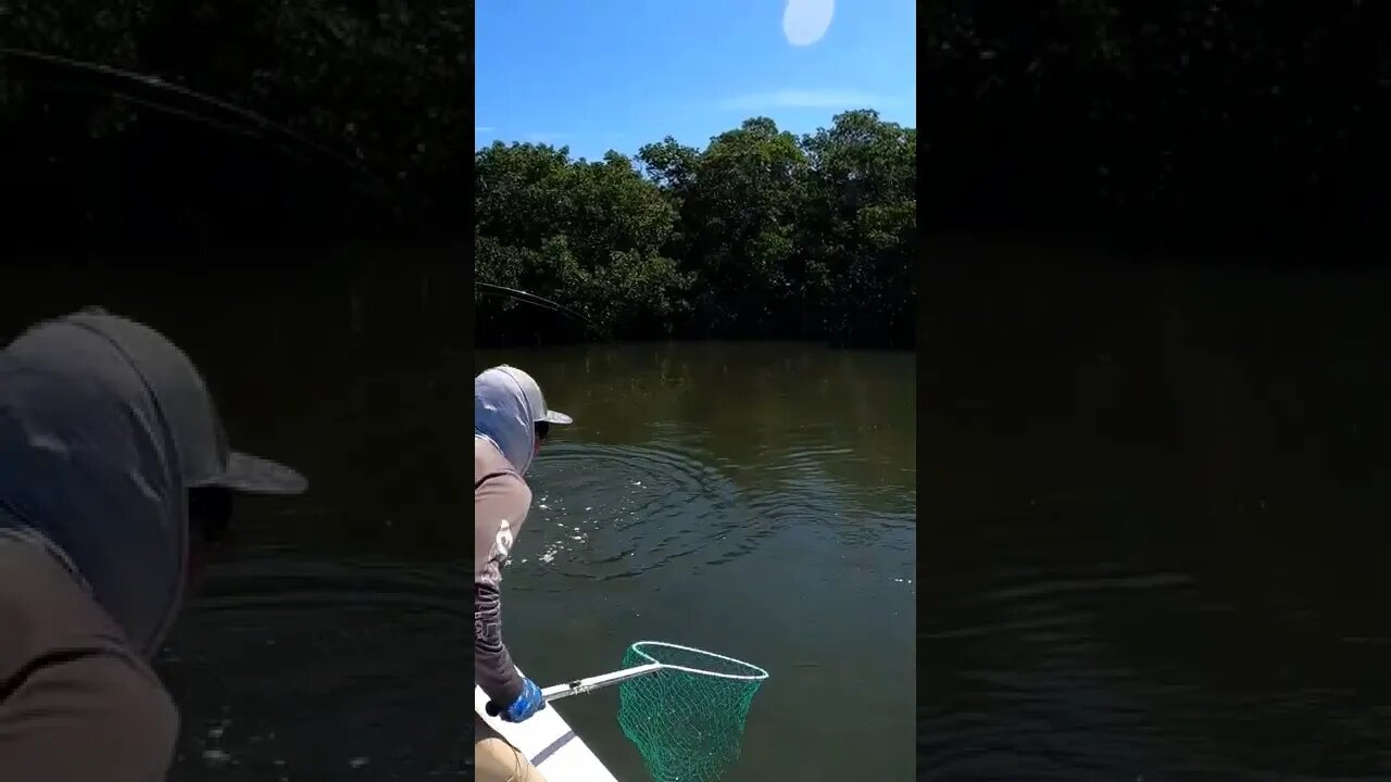 More redfish in the net!