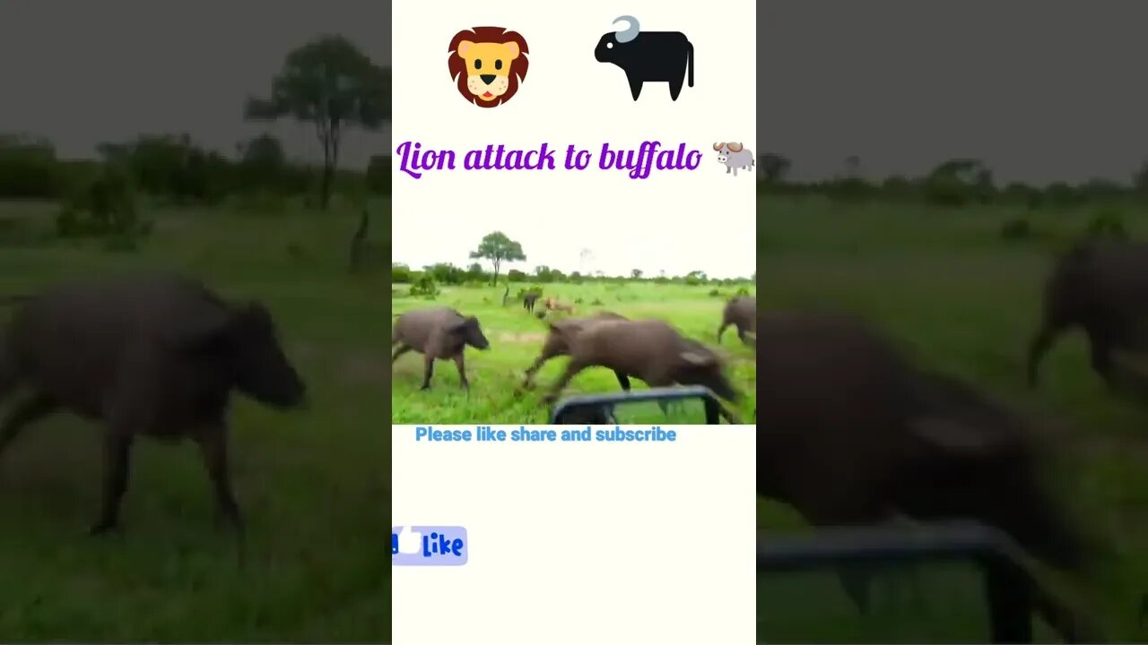 Lion attack to buffalo 🦬