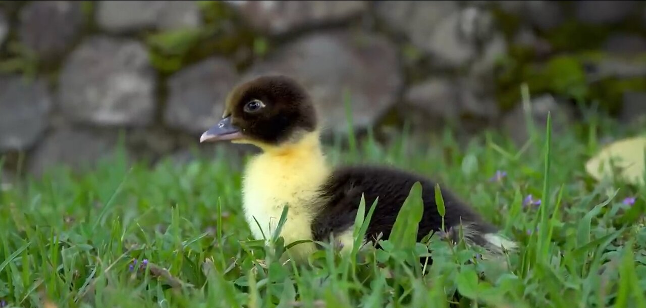 Wild Babies 4K - Amazing World Of Young Animals | Baby Animals | Scenic Relaxation Film