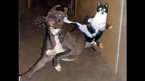 A cat fight with a dog, who is the winner