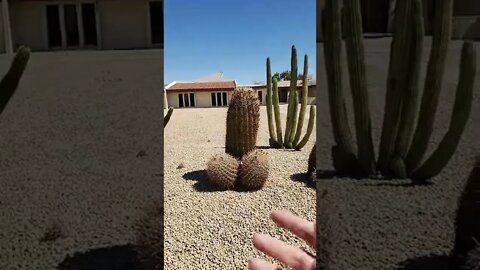 Cactus Looks like something