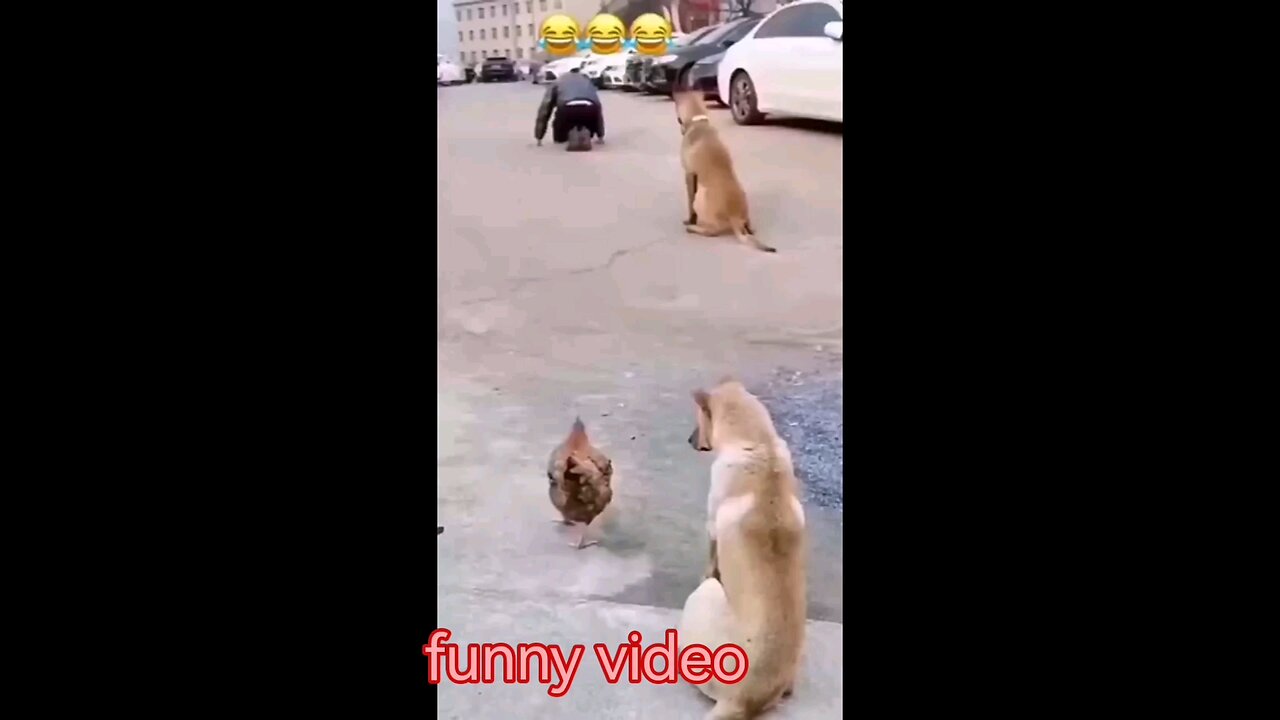 funny video 🤩😀😄