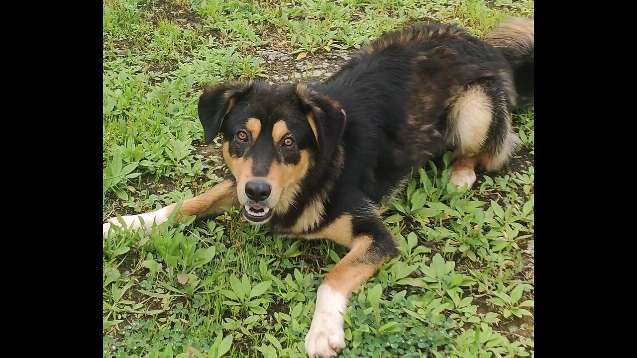 Cute Dog Playing Alone