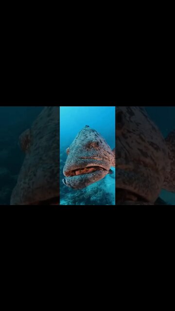 muito estranho esse peixe 😱😱😱