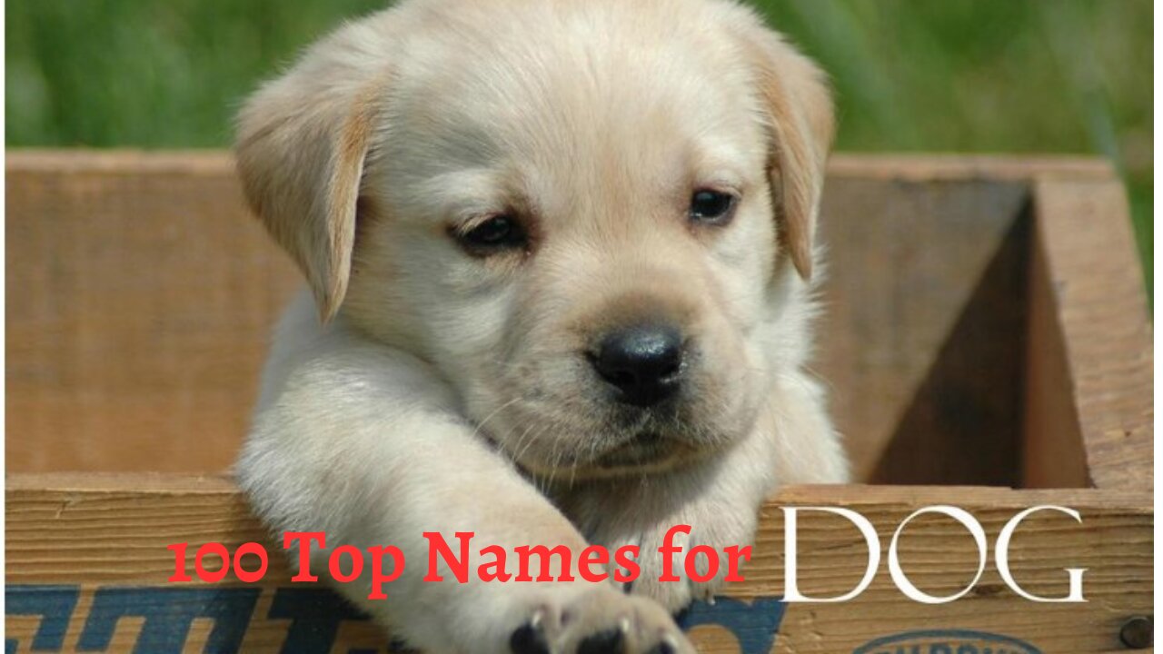 TOP 100 BEST Dog Names For Male