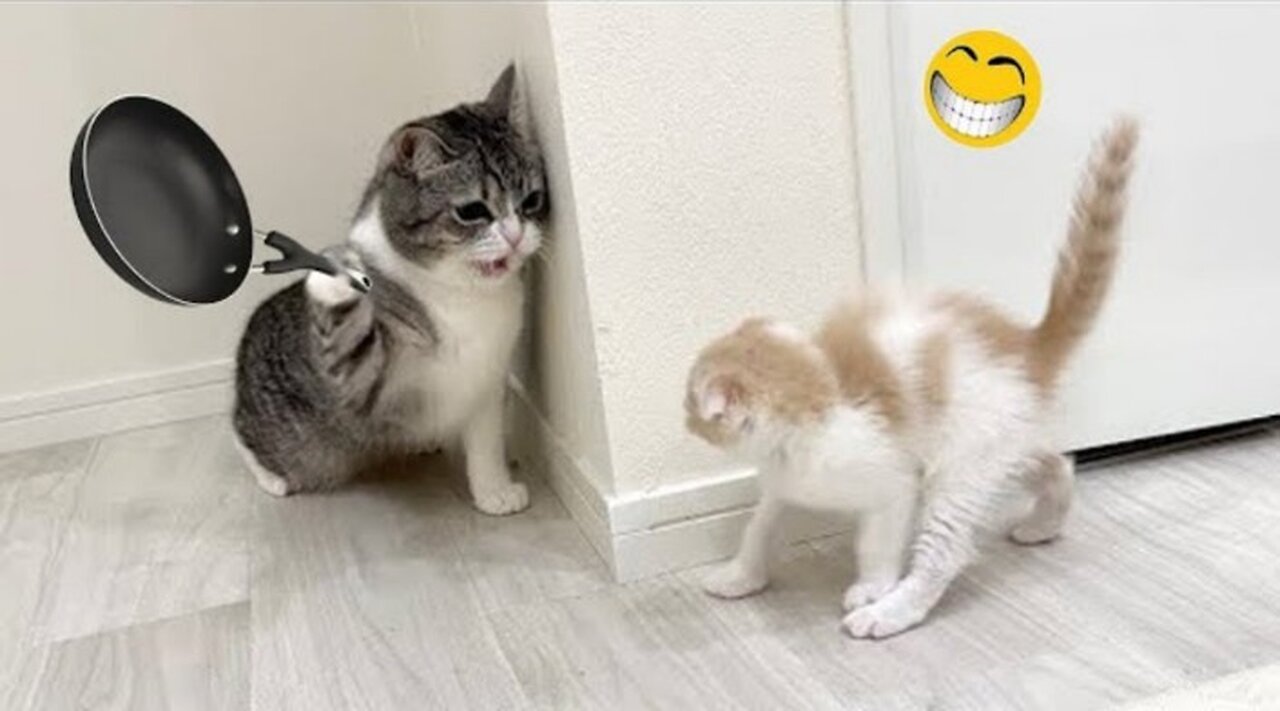 Funny Animal Videos 2023 🥰 - Funniest Dogs and Cats Videos