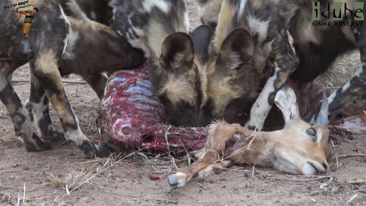 African Wild Dogs Feeding Frenzy At Dusk