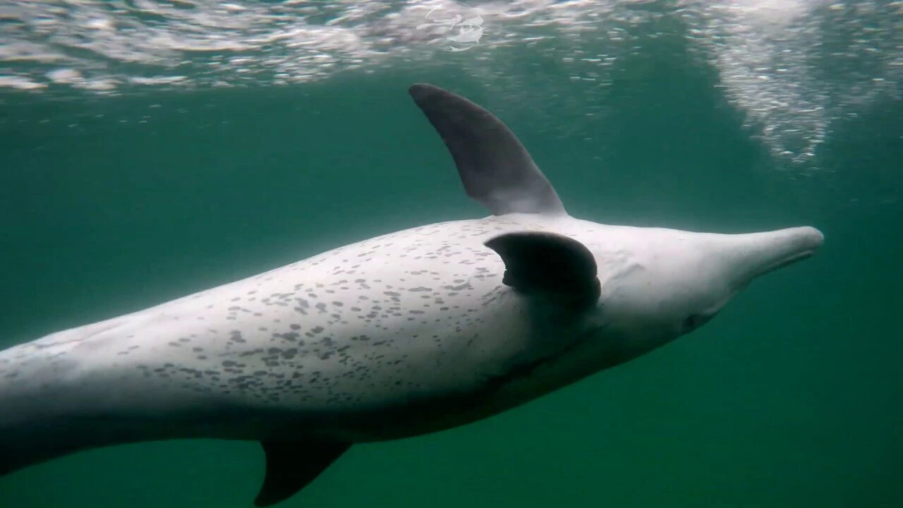 Dolphin Diary 290819 - Female Bottlenose Dolphins