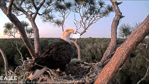 Samson and Gabrielle(Gabby) return to work on nest. 10-23-19