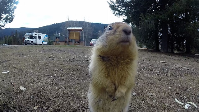 Adorable gopher gets a back scratch while enjoying a tasty carrot