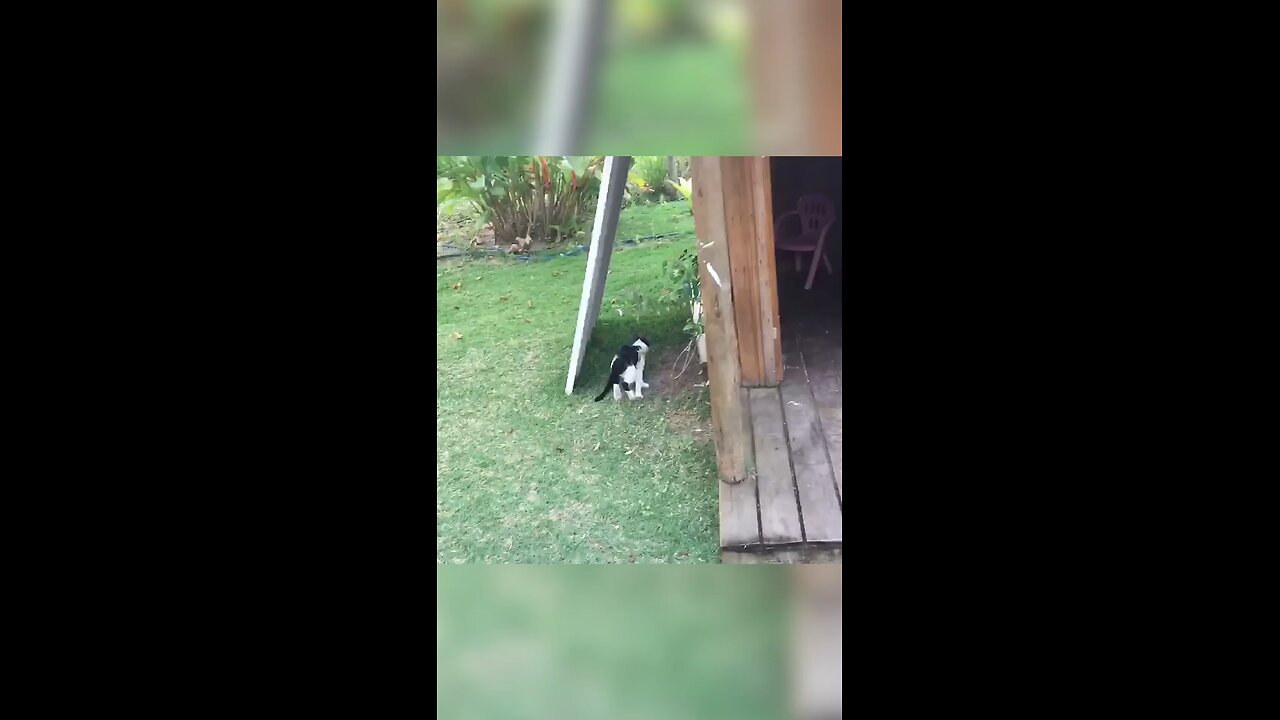 Cat chases Dog!