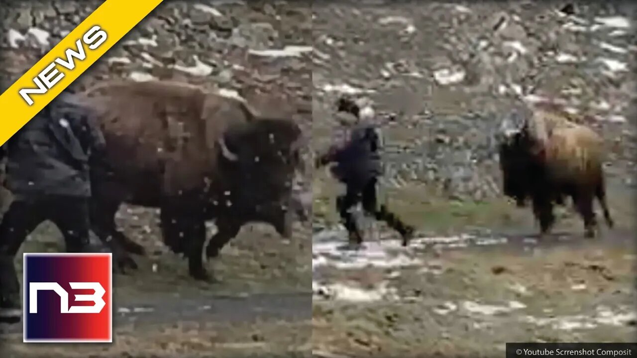 WOMAN In Yellowstone Gets On Wrong End Of A Bison, Gets Charged