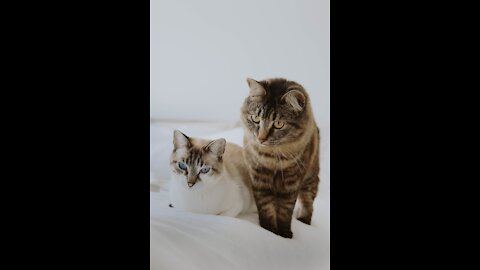 Funny animals compilation #97.