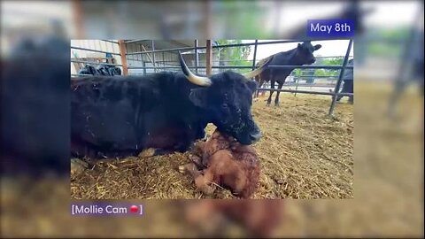 One Cow's Pregnancy Journey