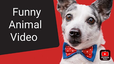 Funny animal video