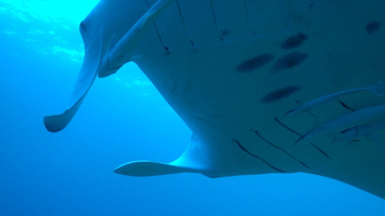 Scuba diver finds herself surrounded by giant manta rays in the Maldives