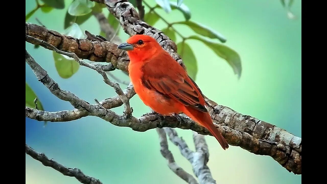 O Melhor Canto de Sanhaço de Fogo para Esquentar e Treinar seu Pássaro