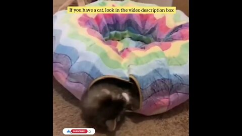 cute cat videos 😹 funny videos 😂73