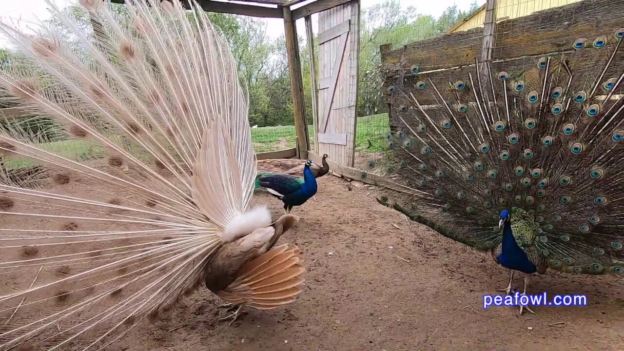 Show Off Peacocks, Peacock Minute, peafowl.com