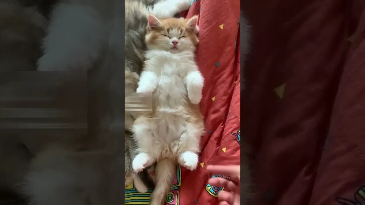 Kitten is in deep sleep cute video #shorts #cat #kitten #pets