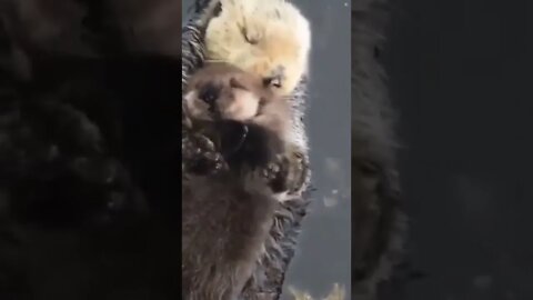 Mother Sea Otter Hugging Her Baby to Protect Him #shorts